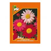 Pyrethrum - chrysanthemum coccineum