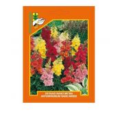 Snapdragon dwarf (Antirrhinum nanum)