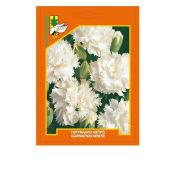 White carnation