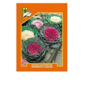 Ornamental cabbage (kale)