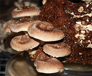wiki-shiitake