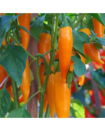 Plant  Bulgarian Carrot