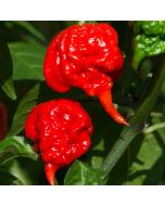 Φυτό Carolina Reaper Red