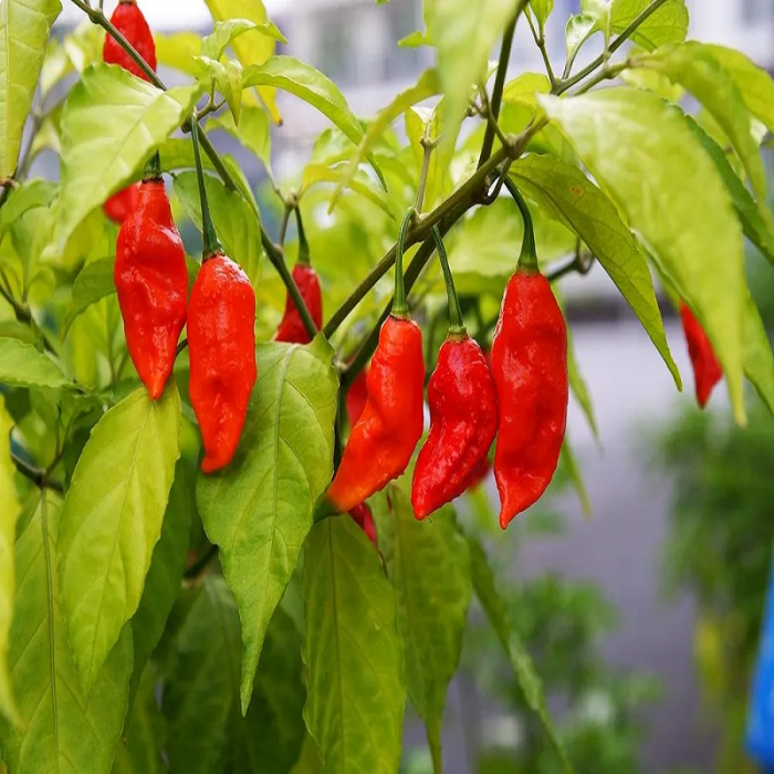 Φυτό Bhut Jolokia Red