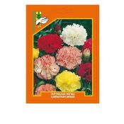 Carnation mixed color (Dianthus caryophyllus)