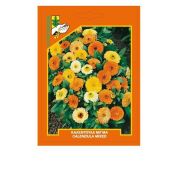 Pot marigold (Calendula)