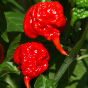 Φυτό Carolina Reaper Red