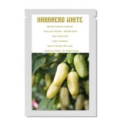 Habanero White (10 seeds) 