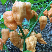 Φυτό Jay's Ghost Scorpion Peach