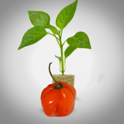 Plant  Habanero Orange