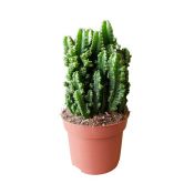 Cactus Cereous