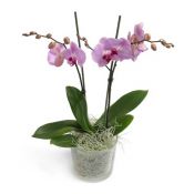 Ορχιδέα Phalaenopsis (medium)