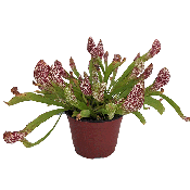 Sarracenia Scarlet Belle Pitcher carnivorous plant