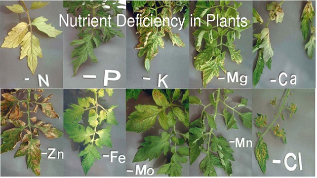 magnesium deficiency in tomato plants