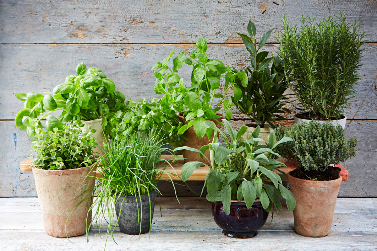 Growing Herbs at your home!