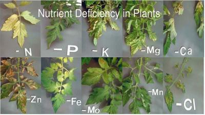 Plant nutrition disorders (nutrient deficiencies, toxicities)