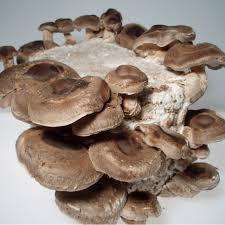 Cultivating Instructions with substrate Lentinula (Shiitake)