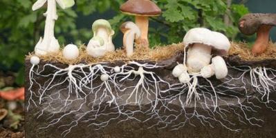 Mushroom cultivation methods