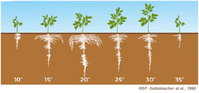 Factors affecting plant growth